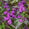 Callicarpa dichotoma 'Early Amethyst'