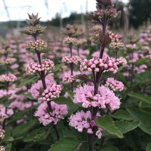 Caryopteris incana Beyond Pink'd®