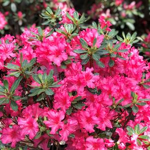 Azalea 'Girard's Rose'