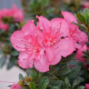 Azalea Perfecto Mundo® Epic Coral™