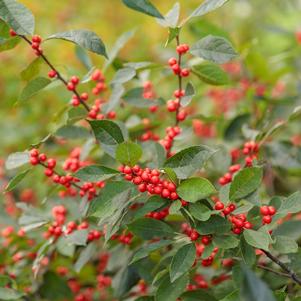 Ilex verticillata Berry Heavy®