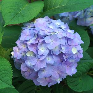 Hydrangea macrophylla x serrata Let's Dance Sky View®