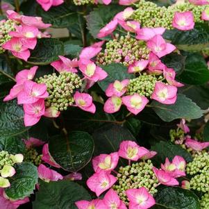 Hydrangea serrata Tuff Stuff Top Fun™