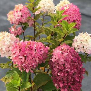 Hydrangea paniculata Limelight Prime®