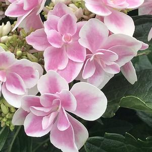 Hydrangea macrophylla Star Gazer