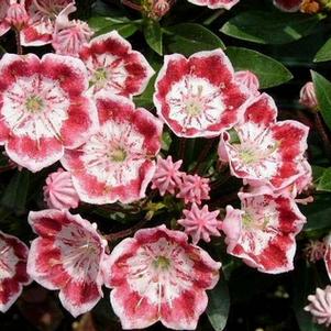 Kalmia latifolia 'Minuet'