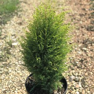 Juniperus communis 'Gold Cone'