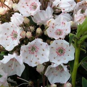 Kalmia latifolia 'Elf'