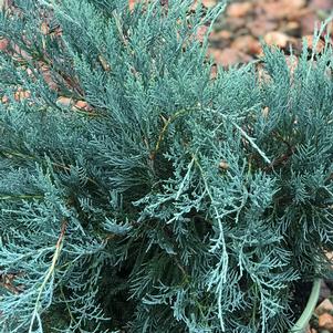 Juniperus virginiana 'Grey Owl'