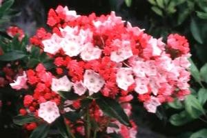 Kalmia latifolia 'Olympic Fire'