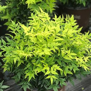 Nandina domestica 'Lemon-Lime'