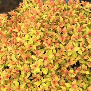 Spiraea japonica Rainbow Fizz™