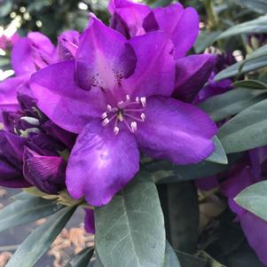 Rhododendron 'Purple Passion'