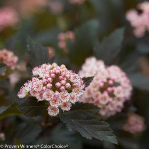 Physocarpus opulifolius Summer Wine®