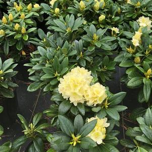 Rhododendron 'Capistrano'