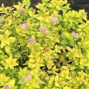 Spiraea japonica 'Goldmound'