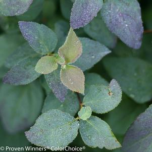 Spiraea media Double Play® Blue Kazoo®