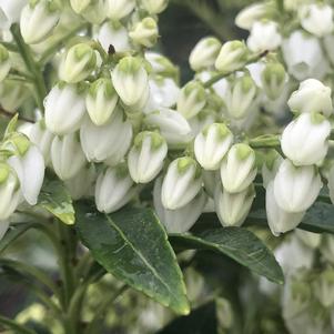 Pieris japonica 'Purity'