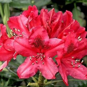 Rhododendron catawbiense 'Nova Zembla'