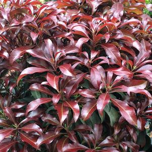 Pieris japonica 'Katsura'