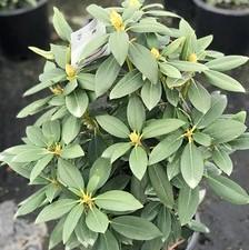 Rhododendron 'Polarnacht'