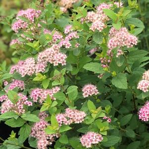 Spiraea japonica 'Little Princess'