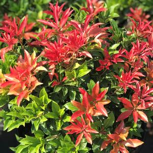 Pieris japonica 'Mountain Fire'