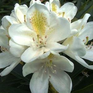 Rhododendron catawbiense 'Chionoides'