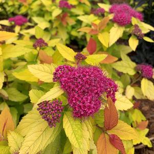 Spiraea japonica Double Play® Candy Corn®