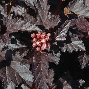 Physocarpus opulifolius Panther®