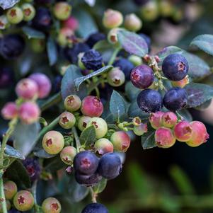 Vaccinium Bushel and Berry® Blueberry Buckle®