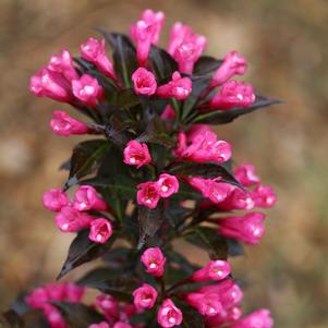 Weigela florida Spilled Wine®