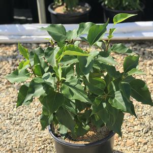 Syringa vulgaris New Age™ White