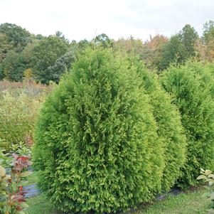 Thuja occidentalis Cheer Drops®