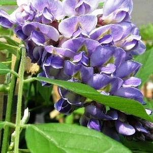 Wisteria frutescens 'Amethyst Falls'