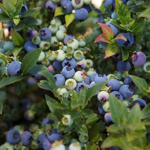 Vaccinium Bushel and Berry® Jelly Bean®