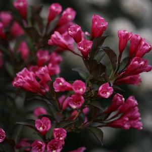 Weigela florida Wine & Roses®