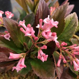 Viburnum Sweet Talker®