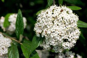 Viburnum pragense 'Decker'