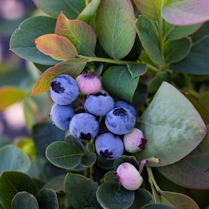 Vaccinium Bushel and Berry® Silver Dollar®