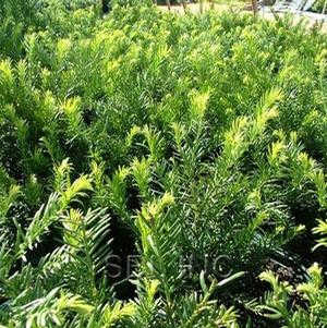 Cephalotaxus harringtonia 'Duke Gardens'