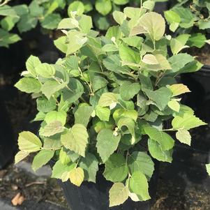 Fothergilla major 'Blue Shadow'