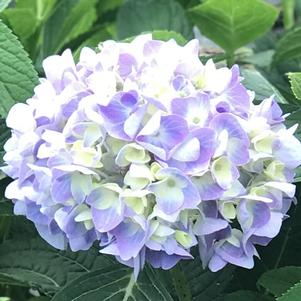 Hydrangea macrophylla Endless Summer®