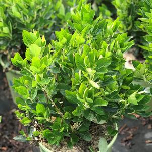 Clethra alnifolia 'Hummingbird'