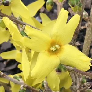 Forsythia x intermedia Magical® Gold