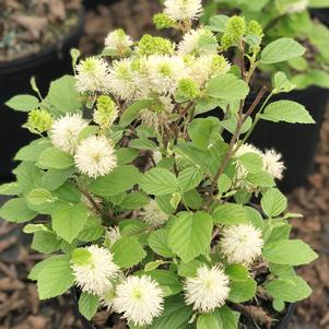 Fothergilla major 'Mt. Airy'