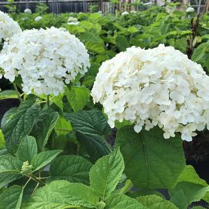 Hydrangea arborescens 'Annabelle'