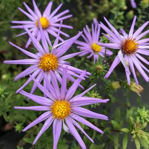 Aster oblongifolius 'Raydon's Favorite'