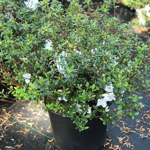 Azalea 'Girard's Pleasant White'