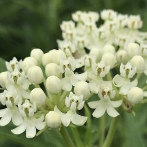 Asclepias incarnata Ice Ballet